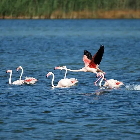 Lägenhet Aguadora *